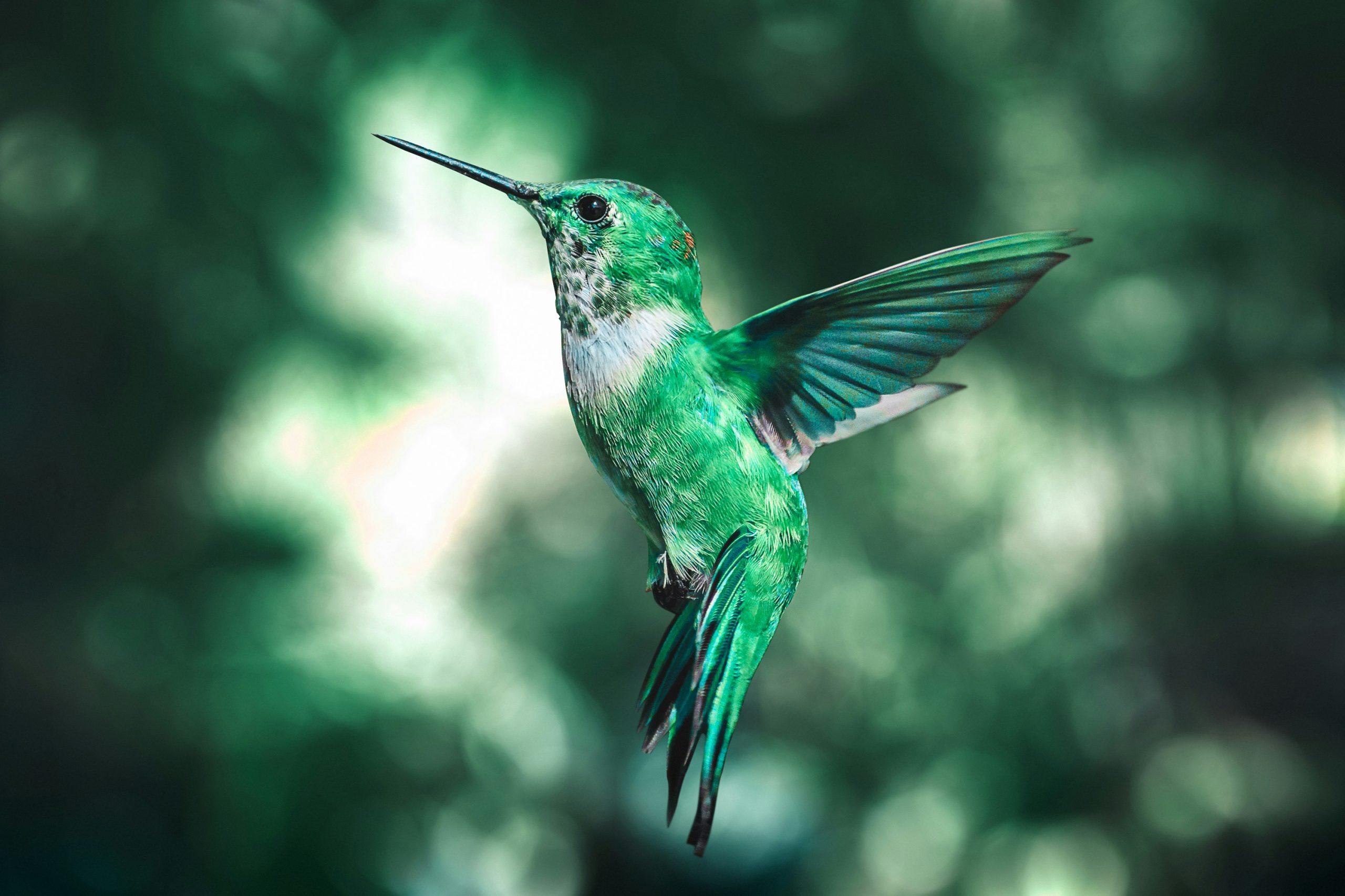 Photo of a hummingbird