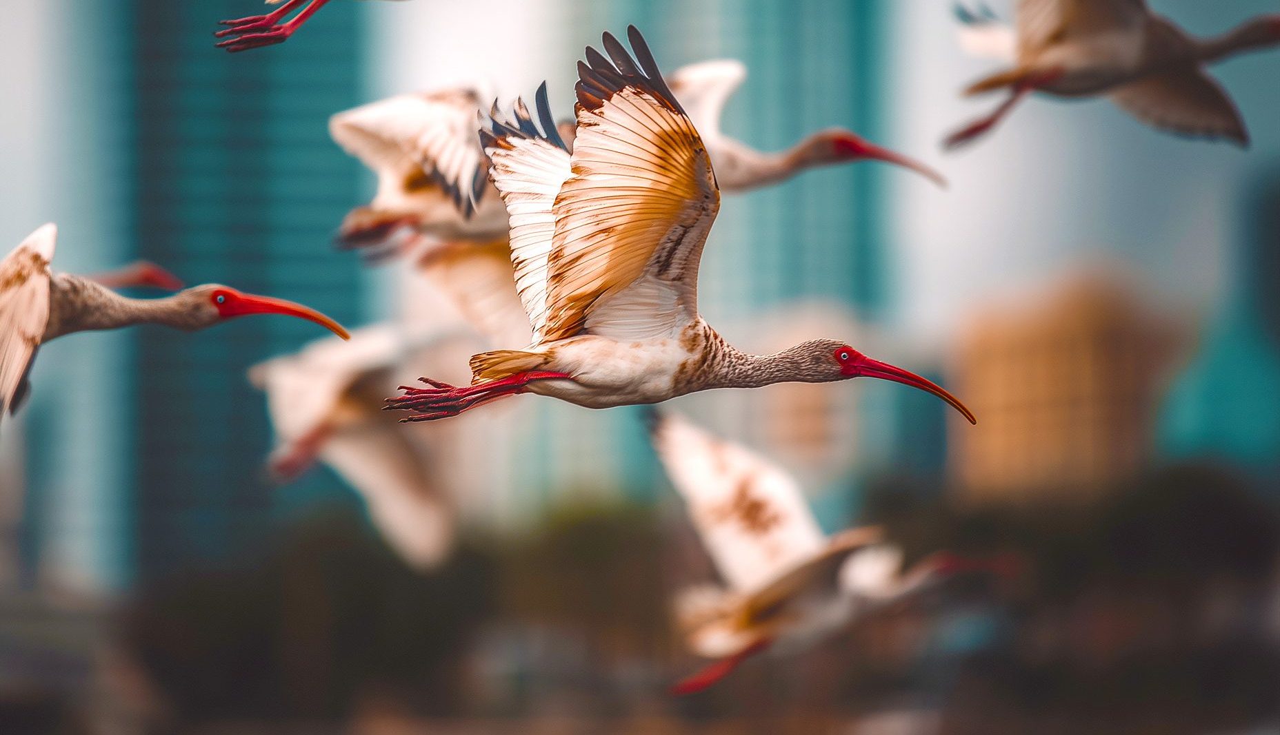 photograph of a flock of ibis in flight in front of the Tampa Florida city skyline